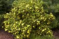 Potentilla fruticosa Pięciornik krzewiasty